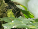 Pale-eyed Pygmy-Tyrant / Bleekoogdwergtiran / Atalotriccus pilaris