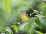 Scrub Greenlet / Struikvireo / Hylophilus flavipes