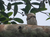 Great Potoo / Vale reuzennachtzwaluw / Nyctibius grandis