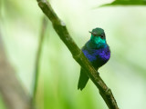 Violet-bellied Hummingbird / Paarsbuikkolibrie / Juliamyia julie