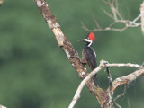 Crimson-crested Woodpecker / Zwartkeelspecht / Campephilus melanoleucos