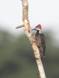 Crimson-crested Woodpecker / Zwartkeelspecht / Campephilus melanoleucos