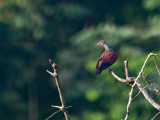 Scaled Pigeon / Geschubde duif / Patagioenas speciosa