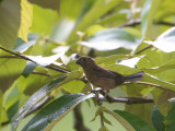 Thick-billed Seed-Finch / Diksnavelzaadkraker / Oryzoborus funereus