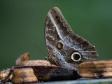 Owl butterfly / Caligo sp
