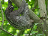 Brown-throated sloth / Kapucijnluiaard / Bradypus variegatus