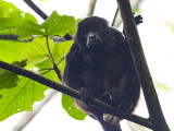 Mantled howler / Mantelbrulaap / Alouatta palliata