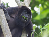 Mantled howler / Mantelbrulaap / Alouatta palliata