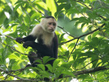 Panamanian White-faced Capuchin / Witschouderkapucijnaap / Cebus imitator