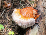 Fomitopsis pinicola / Roodgerande houtzwam / Red-belted Bracket