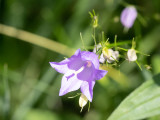 Grasklokje / Campanula rotundifolia