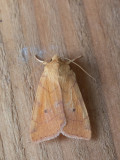 Gele uil / Angle-striped Sallow / Enargia paleacea