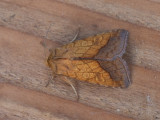 Oranje o-vlinder / Bordered Sallow / Pyrrhia umbra