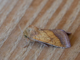 Oranje o-vlinder / Bordered Sallow / Pyrrhia umbra