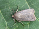Boksbaardvlinder / Mouse Moth / Amphipyra tragopoginis