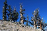 Ancient Bristlecone Pine Forest, Sep 2019