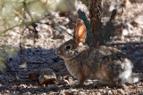 Phoenix, Arizona, Jan, 2020