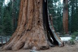 Sequoia National Park, Feb 2020