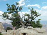 North Rim of Grand Canyon NP, and Northern Arizona July 2003