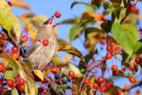 Cedar Waxwing with M6 Mk II