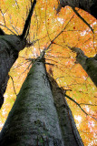 Focus Bracketing Sample