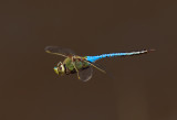 Fly Dragonfly