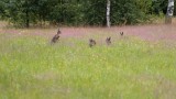 European hares playing on a meadow at Saaremaa