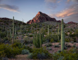 Organ Pipe NM