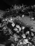  Lichen and flowers.