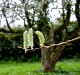 Signs of Spring