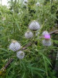 Thistles.