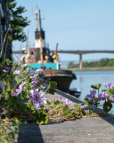 Flowers on Bideford Quay.