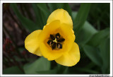 One yellow tulip.jpg