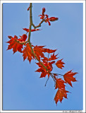 Red maple leaves 2.jpg