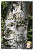 Birch Trunk.jpg