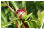 Ants on the peony