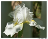 White Iris.jpg