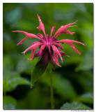 Bee Balm