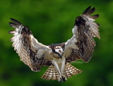 Osprey 2019