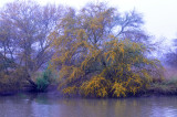 32cooks_018huisache.jpg
