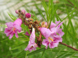 913ccccounty 093pinkflora.jpg
