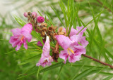 913ccccounty 094pinkflora.jpg