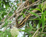 913ccccounty 109giant.jpg
