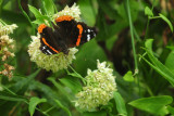 913ccccounty 131redadmiral.jpg