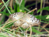 913ccccounty 138whitepeacock.jpg