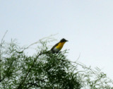 66countyyellowbreastedchat222222.JPG