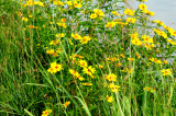 1022county.yellowflora.JPG