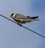 Red-footed Falcon / Aftonfalk (Falco vespertinus)
