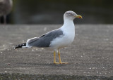 Azores Gull / Atlanttrut (Larus michahellis atlantis)