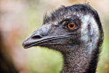 Curious Emu